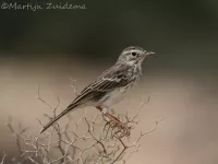 Berthelots pieper [Anthus berthelotii]
